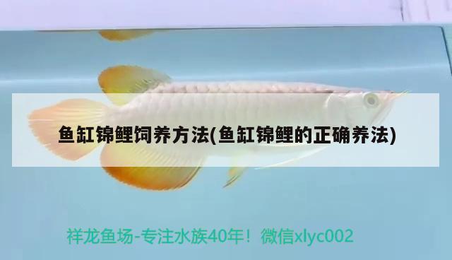 魚缸錦鯉飼養(yǎng)方法(魚缸錦鯉的正確養(yǎng)法)