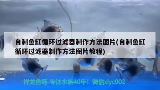 自制魚缸循環(huán)過濾器制作方法圖片(自制魚缸循環(huán)過濾器制作方法圖片教程)