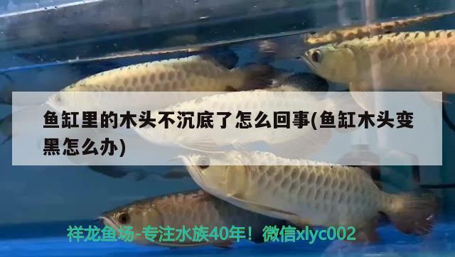 魚缸里的木頭不沉底了怎么回事(魚缸木頭變黑怎么辦)