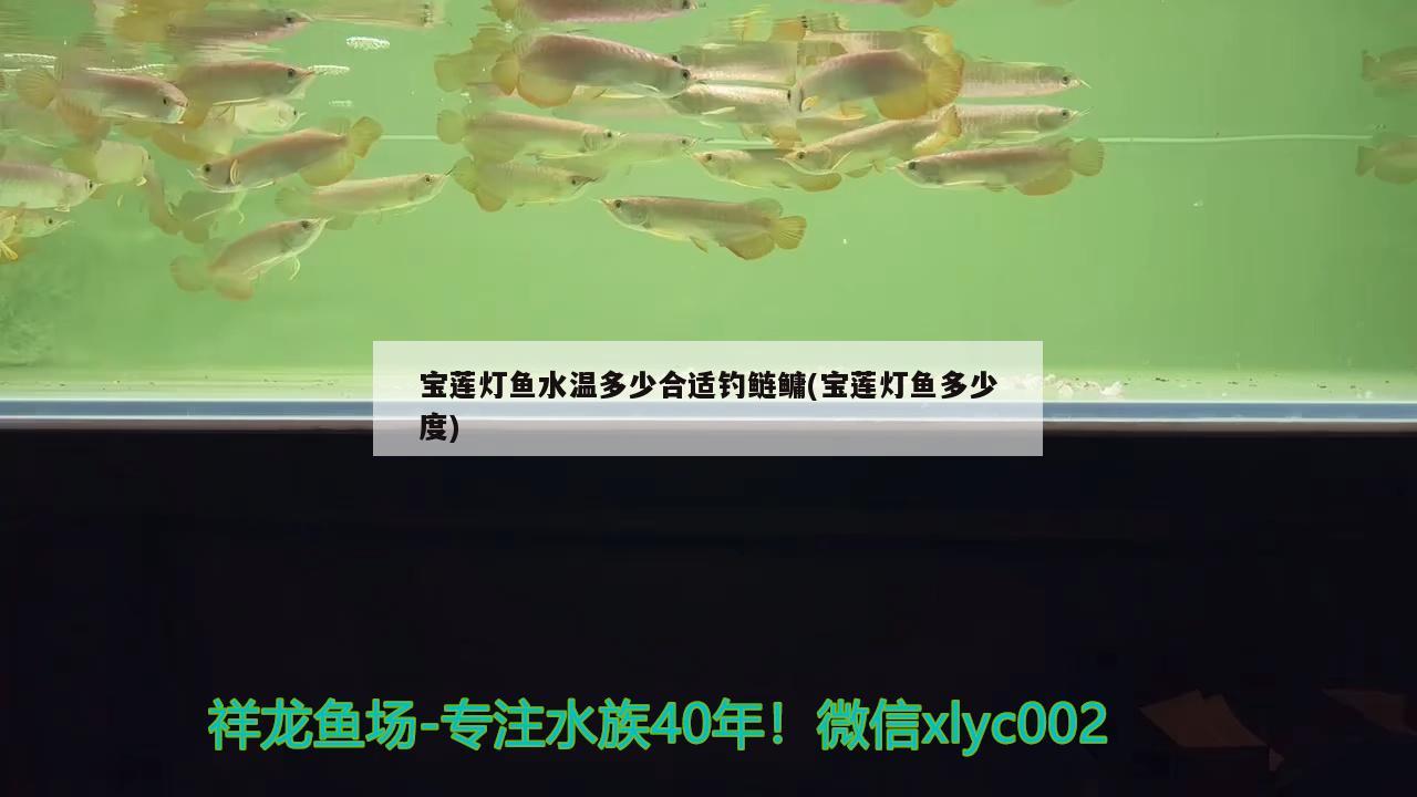 寶蓮燈魚水溫多少合適釣鰱鳙(寶蓮燈魚多少度) 垂釣樂園