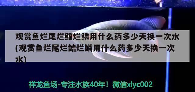 觀賞魚爛尾爛鰭爛鱗用什么藥多少天換一次水(觀賞魚爛尾爛鰭爛鱗用什么藥多少天換一次水)