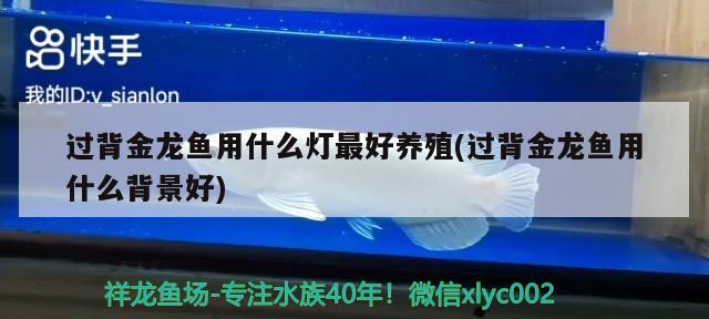 過背金龍魚用什么燈最好養(yǎng)殖(過背金龍魚用什么背景好) 過背金龍魚