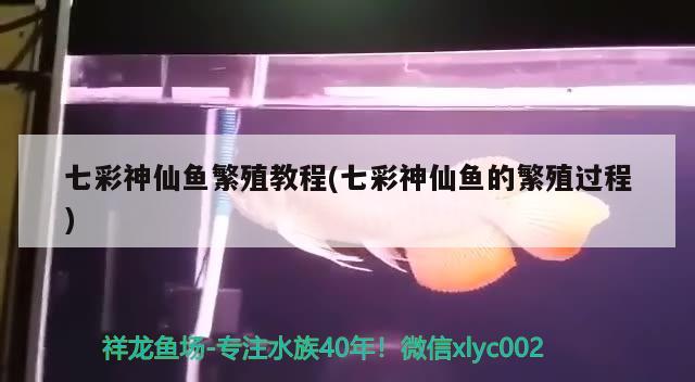 七彩神仙魚(yú)繁殖教程(七彩神仙魚(yú)的繁殖過(guò)程) 七彩神仙魚(yú)