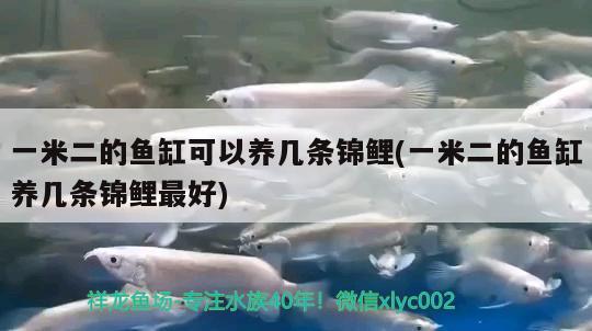 一米二的魚缸可以養(yǎng)幾條錦鯉(一米二的魚缸養(yǎng)幾條錦鯉最好) 魚缸水泵