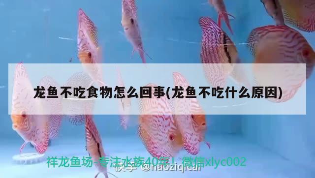 龍魚(yú)不吃食物怎么回事(龍魚(yú)不吃什么原因) 觀賞魚(yú) 第2張