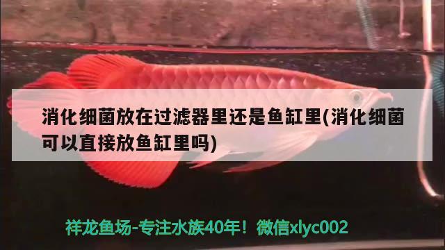 消化細菌放在過濾器里還是魚缸里(消化細菌可以直接放魚缸里嗎)