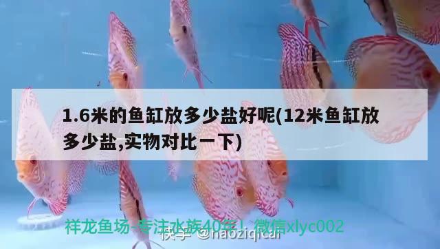 1.6米的魚(yú)缸放多少鹽好呢(12米魚(yú)缸放多少鹽,實(shí)物對(duì)比一下)