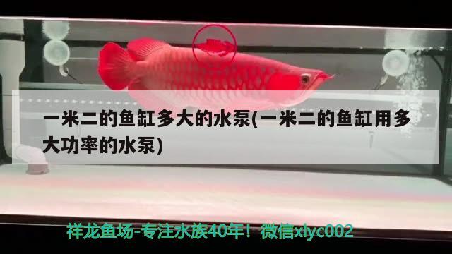 一米二的魚缸多大的水泵(一米二的魚缸用多大功率的水泵) 水族雜談 第1張