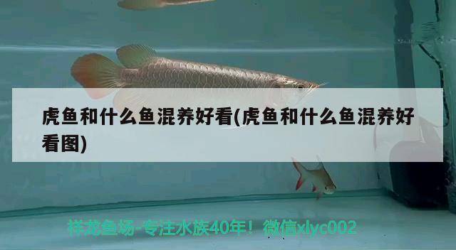 虎魚和什么魚混養(yǎng)好看(虎魚和什么魚混養(yǎng)好看圖)