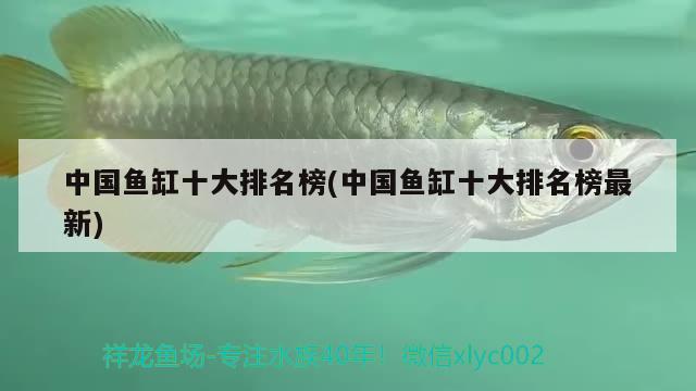 中國魚缸十大排名榜(中國魚缸十大排名榜最新) 虎斑恐龍魚