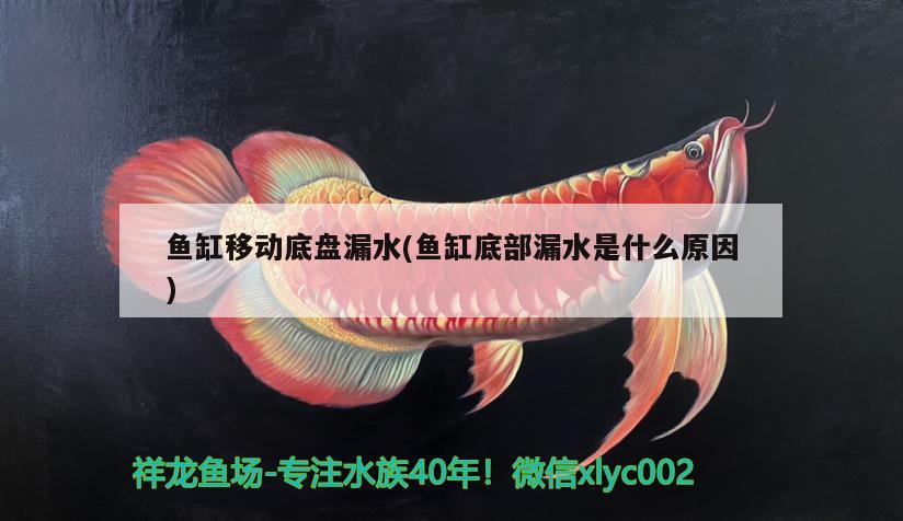 魚缸移動(dòng)底盤漏水(魚缸底部漏水是什么原因) 泰國(guó)虎魚