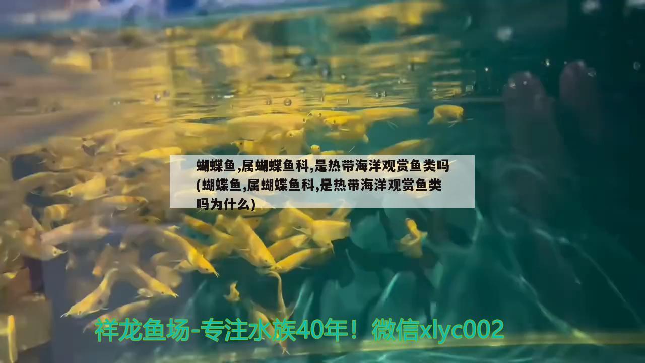 蝴蝶魚,屬蝴蝶魚科,是熱帶海洋觀賞魚類嗎(蝴蝶魚,屬蝴蝶魚科,是熱帶海洋觀賞魚類嗎為什么) 蝴蝶鯉