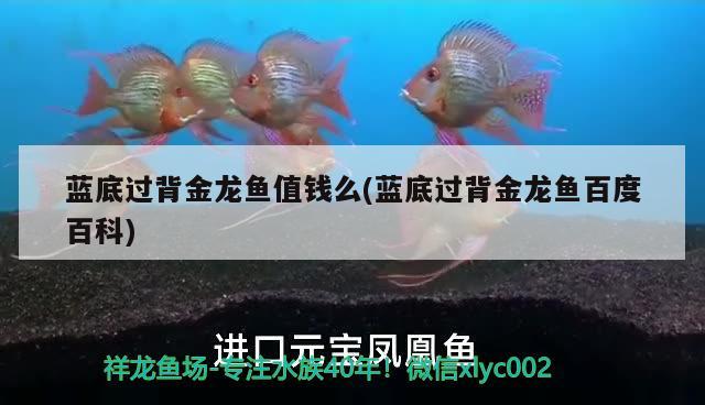 藍底過背金龍魚值錢么(藍底過背金龍魚百度百科)