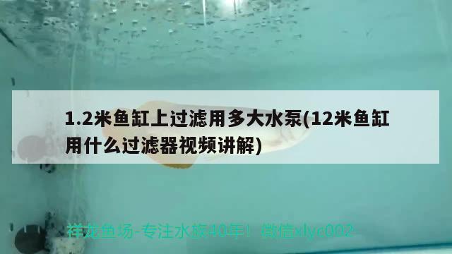 1.2米魚(yú)缸上過(guò)濾用多大水泵(12米魚(yú)缸用什么過(guò)濾器視頻講解) 海象魚(yú)