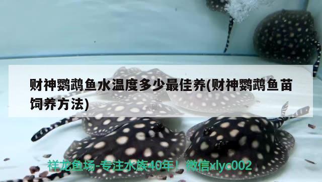 財神鸚鵡魚水溫度多少最佳養(yǎng)(財神鸚鵡魚苗飼養(yǎng)方法)