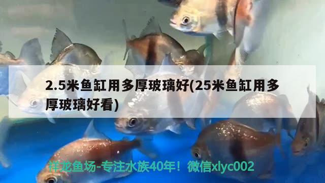 2.5米魚缸用多厚玻璃好(25米魚缸用多厚玻璃好看) 七彩神仙魚