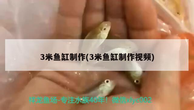 3米魚缸制作(3米魚缸制作視頻) 杰西卡恐龍魚