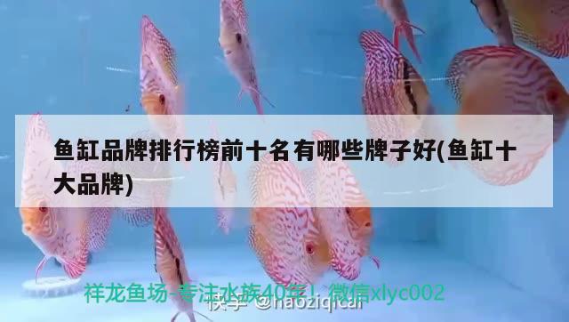 魚缸品牌排行榜前十名有哪些牌子好(魚缸十大品牌) 招財(cái)戰(zhàn)船魚