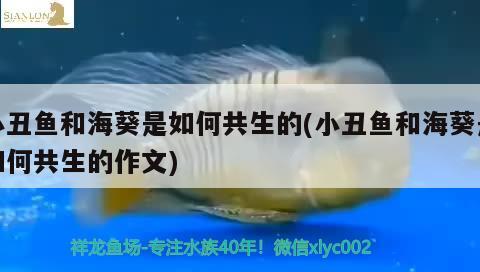 小丑魚(yú)和?？侨绾喂采?小丑魚(yú)和海葵是如何共生的作文)