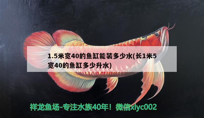 1.5米寬40的魚缸能裝多少水(長1米5寬40的魚缸多少升水) 祥龍進(jìn)口元寶鳳凰魚