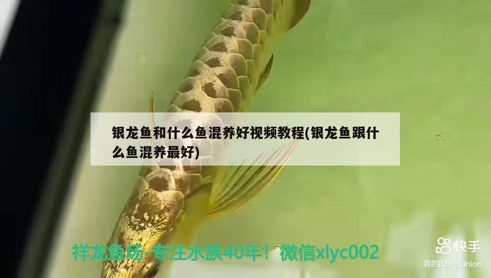 銀龍魚和什么魚混養(yǎng)好視頻教程(銀龍魚跟什么魚混養(yǎng)最好) 銀龍魚百科