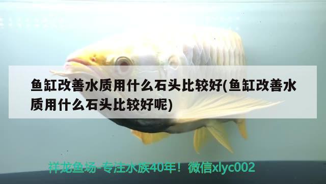 魚缸改善水質(zhì)用什么石頭比較好(魚缸改善水質(zhì)用什么石頭比較好呢) 細(xì)線銀版魚