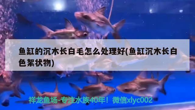 魚缸的沉木長白毛怎么處理好(魚缸沉木長白色絮狀物) 九鼎魚缸