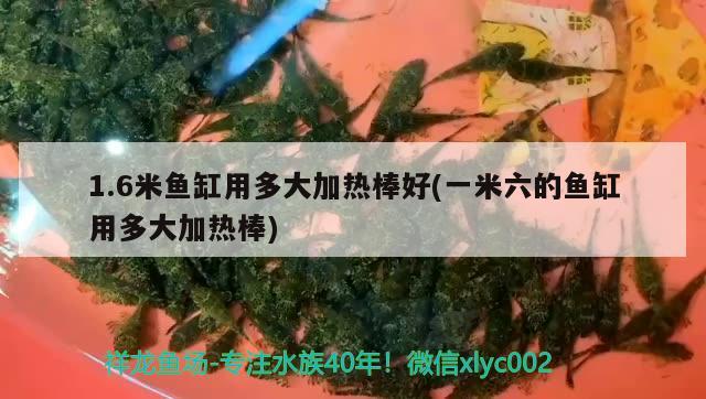 1.6米魚缸用多大加熱棒好(一米六的魚缸用多大加熱棒) 黃金夢幻雷龍魚