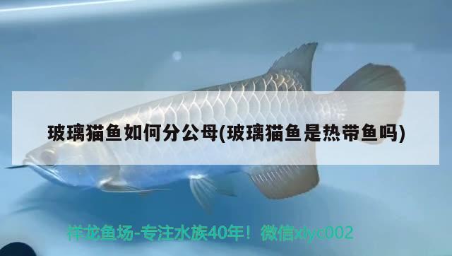 玻璃貓魚如何分公母(玻璃貓魚是熱帶魚嗎) 觀賞魚