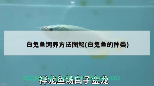 白兔魚飼養(yǎng)方法圖解(白兔魚的種類)