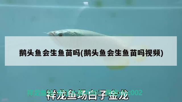 鵝頭魚會生魚苗嗎(鵝頭魚會生魚苗嗎視頻) 觀賞魚