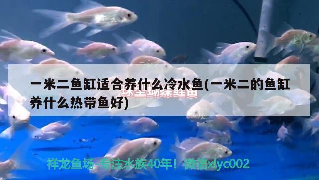 一米二魚(yú)缸適合養(yǎng)什么冷水魚(yú)(一米二的魚(yú)缸養(yǎng)什么熱帶魚(yú)好) 羽毛刀魚(yú)苗