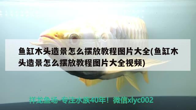 魚缸木頭造景怎么擺放教程圖片大全(魚缸木頭造景怎么擺放教程圖片大全視頻) 紅龍福龍魚