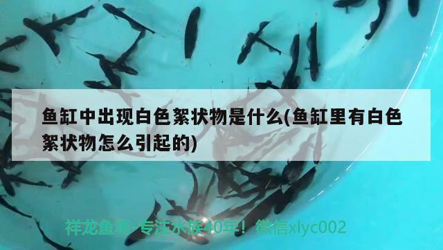 魚缸中出現(xiàn)白色絮狀物是什么(魚缸里有白色絮狀物怎么引起的) 硝化細菌