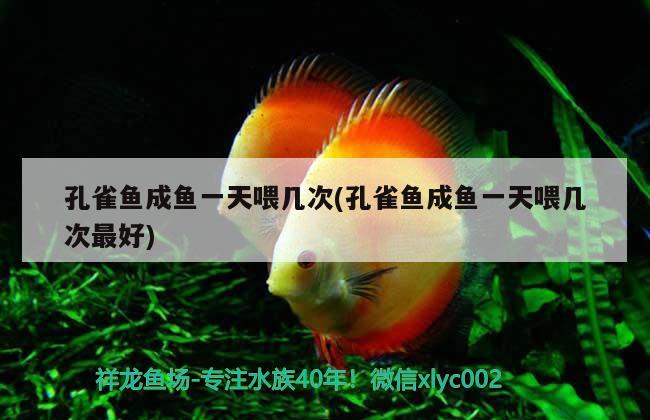 孔雀魚成魚一天喂幾次(孔雀魚成魚一天喂幾次最好) 觀賞魚