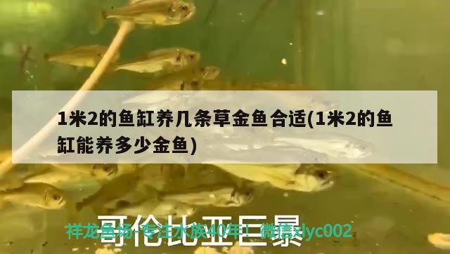 1米2的魚缸養(yǎng)幾條草金魚合適(1米2的魚缸能養(yǎng)多少金魚)