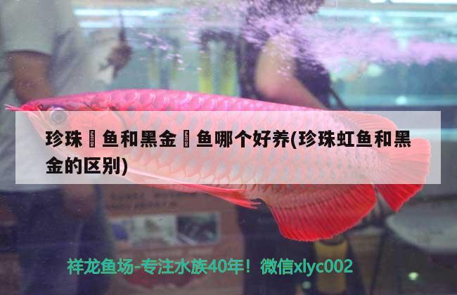 珍珠魟魚和黑金魟魚哪個好養(yǎng)(珍珠虹魚和黑金的區(qū)別) 黑金魟魚