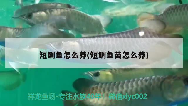 短鯛魚怎么養(yǎng)(短鯛魚苗怎么養(yǎng)) 觀賞魚