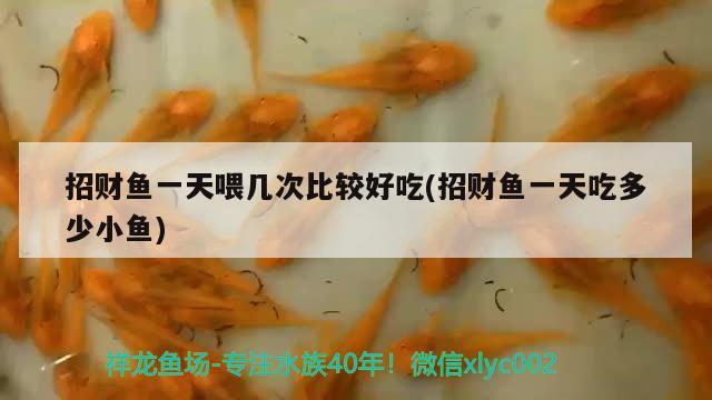 招財(cái)魚(yú)一天喂幾次比較好吃(招財(cái)魚(yú)一天吃多少小魚(yú))