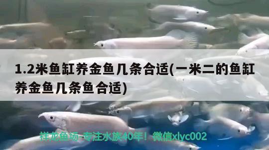 1.2米魚缸養(yǎng)金魚幾條合適(一米二的魚缸養(yǎng)金魚幾條魚合適) 帝王血鉆魚