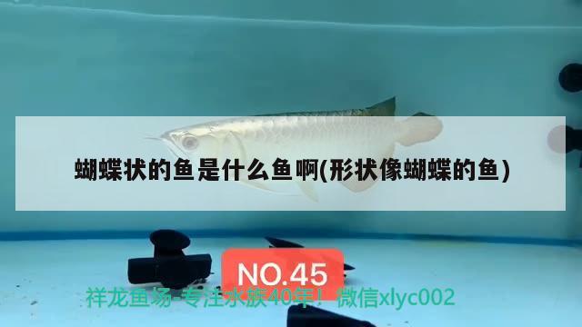 蝴蝶狀的魚是什么魚啊(形狀像蝴蝶的魚) 蝴蝶鯉