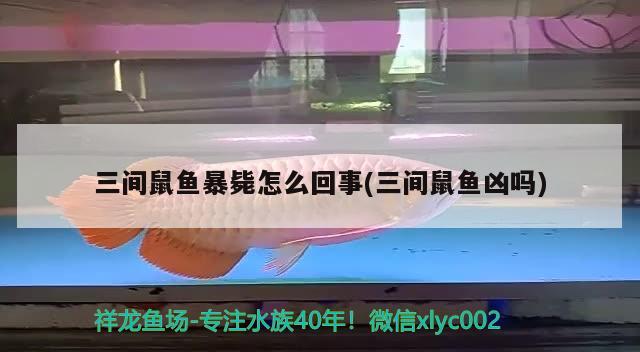 三間鼠魚暴斃怎么回事(三間鼠魚兇嗎)