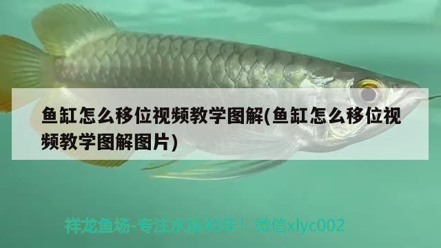 魚缸怎么移位視頻教學(xué)圖解(魚缸怎么移位視頻教學(xué)圖解圖片) iwish愛唯希品牌魚缸