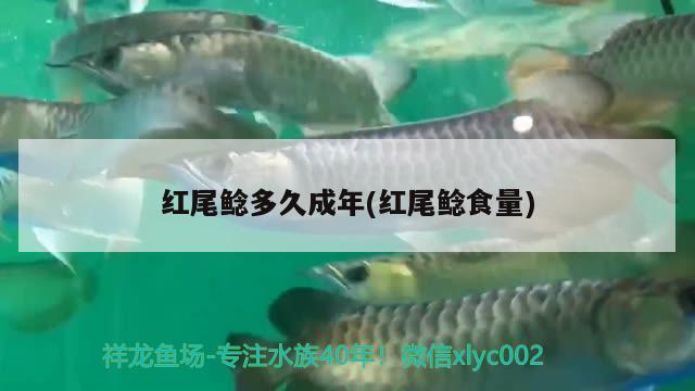 紅尾鯰多久成年(紅尾鯰食量) 觀賞魚