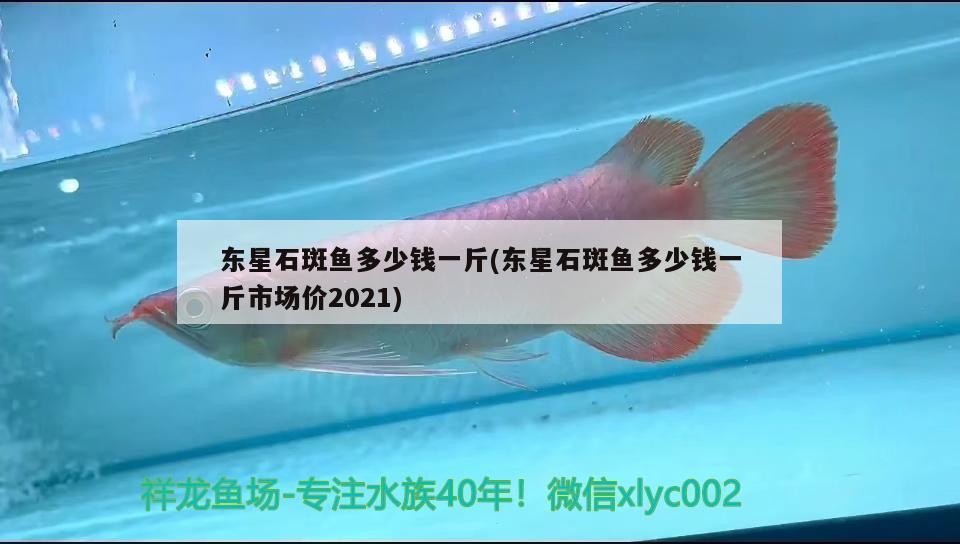 東星石斑魚多少錢一斤(東星石斑魚多少錢一斤市場價(jià)2021) 觀賞魚