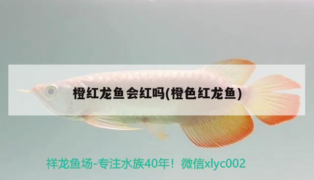 橙紅龍魚(yú)會(huì)紅嗎(橙色紅龍魚(yú)) 觀賞魚(yú)