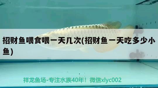 招財(cái)魚喂食喂一天幾次(招財(cái)魚一天吃多少小魚) 觀賞魚