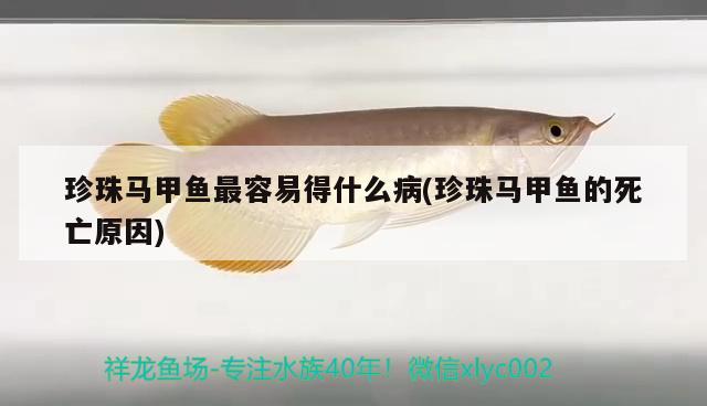 珍珠馬甲魚最容易得什么病(珍珠馬甲魚的死亡原因)