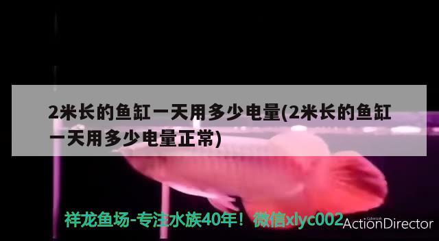 2米長的魚缸一天用多少電量(2米長的魚缸一天用多少電量正常) 黃金河虎魚