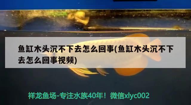 魚缸木頭沉不下去怎么回事(魚缸木頭沉不下去怎么回事視頻) 朱巴利魚